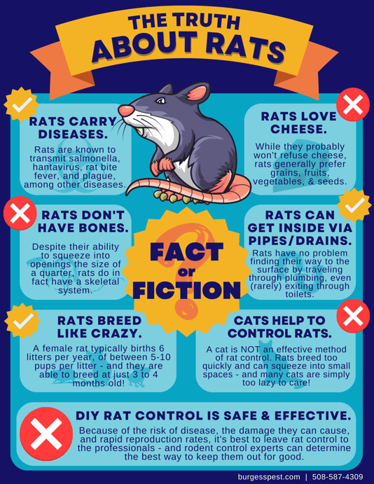 The Truth About Rats: Fact Vs. Fiction